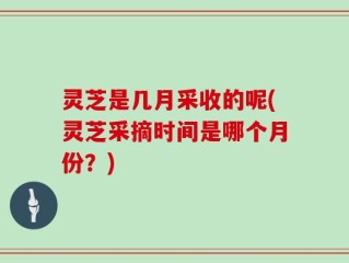 灵芝是几月采收的呢(灵芝采摘时间是哪个月份？)