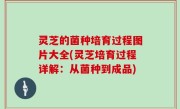 灵芝的菌种培育过程图片大全(灵芝培育过程详解：从菌种到成品)