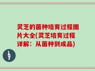 灵芝的菌种培育过程图片大全(灵芝培育过程详解：从菌种到成品)