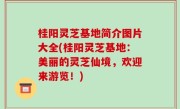 桂阳灵芝基地简介图片大全(桂阳灵芝基地：美丽的灵芝仙境，欢迎来游览！)