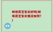 蚌埠灵芝生长好吗(蚌埠灵芝生长情况如何？)