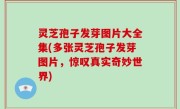 灵芝孢子发芽图片大全集(多张灵芝孢子发芽图片，惊叹真实奇妙世界)
