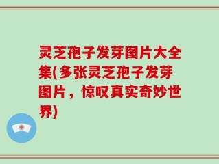灵芝孢子发芽图片大全集(多张灵芝孢子发芽图片，惊叹真实奇妙世界)
