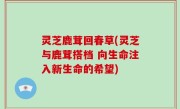 灵芝鹿茸回春草(灵芝与鹿茸搭档 向生命注入新生命的希望)