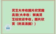 灵芝大丰收图片欣赏图高清(大丰收：鲜美灵芝绽放迎丰收，图片欣赏（附高清图）)