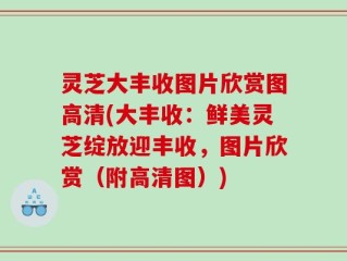 灵芝大丰收图片欣赏图高清(大丰收：鲜美灵芝绽放迎丰收，图片欣赏（附高清图）)