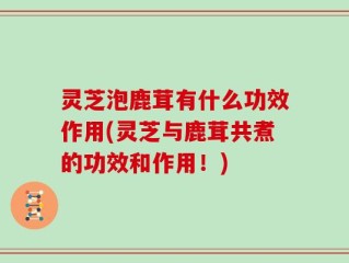 灵芝泡鹿茸有什么功效作用(灵芝与鹿茸共煮的功效和作用！)