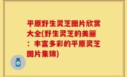 平原野生灵芝图片欣赏大全(野生灵芝的美丽：丰富多彩的平原灵芝图片集锦)