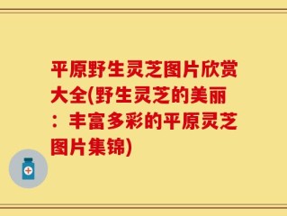 平原野生灵芝图片欣赏大全(野生灵芝的美丽：丰富多彩的平原灵芝图片集锦)