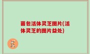 菌包活体灵芝图片(活体灵芝的图片益处)