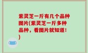 紫灵芝一斤有几个品种图片(紫灵芝一斤多种品种，看图片就知道！)