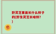 野灵芝里面长什么样子的(野生灵芝长啥样？)