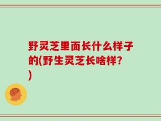 野灵芝里面长什么样子的(野生灵芝长啥样？)