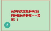 长好的灵芝能种吗(如何种植长寿神草——灵芝？)