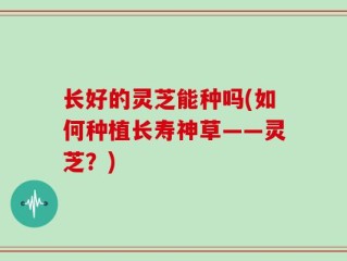 长好的灵芝能种吗(如何种植长寿神草——灵芝？)