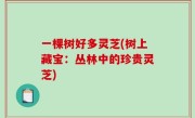 一棵树好多灵芝(树上藏宝：丛林中的珍贵灵芝)