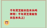 千年灵芝能长在木头吗神奇！千年灵芝竟能生长在木头上)