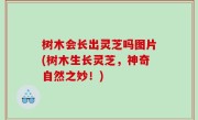 树木会长出灵芝吗图片(树木生长灵芝，神奇自然之妙！)