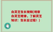 白灵芝生长视频(观察白灵芝规律，了解灵芝知识：生长全过程！)