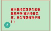 室内栽培灵芝多久能收集孢子粉(室内培养灵芝：多久可获得孢子粉？)