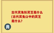 古代灵兔衔灵芝是什么(古代灵兔口中的灵芝是什么？