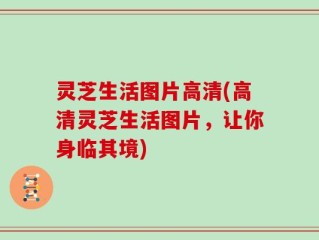 灵芝生活图片高清(高清灵芝生活图片，让你身临其境)