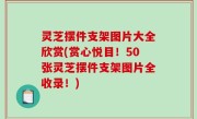 灵芝摆件支架图片大全欣赏(赏心悦目！50张灵芝摆件支架图片全收录！)