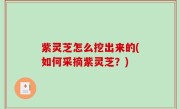 紫灵芝怎么挖出来的(如何采摘紫灵芝？)