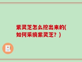 紫灵芝怎么挖出来的(如何采摘紫灵芝？)