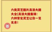六类灵芝图片高清大图大全(高清大图集锦：六种常见灵芝让你一览无余！