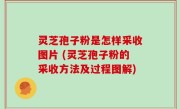 灵芝孢子粉是怎样采收图片 (灵芝孢子粉的采收方法及过程图解)