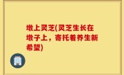 墩上灵芝(灵芝生长在墩子上，寄托着养生新希望)