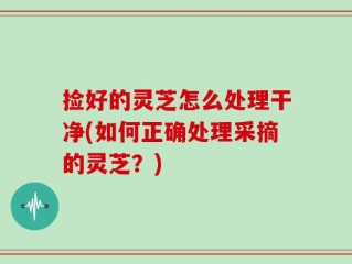 捡好的灵芝怎么处理干净(如何正确处理采摘的灵芝？)