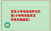 灵芝小母鸡汤功效与作用(小母鸡汤加灵芝 带来无限益处)