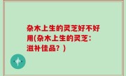 杂木上生的灵芝好不好用(杂木上生的灵芝：滋补佳品？)