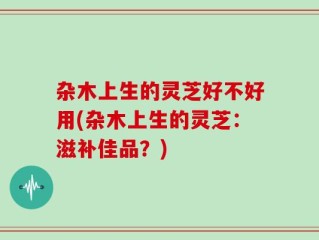 杂木上生的灵芝好不好用(杂木上生的灵芝：滋补佳品？)