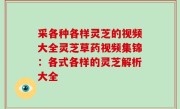 采各种各样灵芝的视频大全灵芝草药视频集锦：各式各样的灵芝解析大全