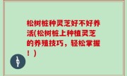 松树桩种灵芝好不好养活(松树桩上种植灵芝的养殖技巧，轻松掌握！)