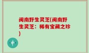 闽南野生灵芝(闽南野生灵芝：稀有宝藏之珍)