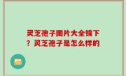 灵芝孢子图片大全镜下？灵芝孢子是怎么样的