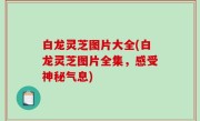 白龙灵芝图片大全(白龙灵芝图片全集，感受神秘气息)