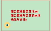 蒲公英根和灵芝泡水(蒲公英根与灵芝的水泡功效与方法)