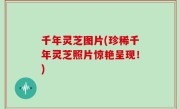 千年灵芝图片(珍稀千年灵芝照片惊艳呈现！)