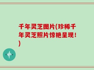 千年灵芝图片(珍稀千年灵芝照片惊艳呈现！)