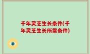 千年灵芝生长条件(千年灵芝生长所需条件)