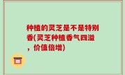 种植的灵芝是不是特别香(灵芝种植香气四溢，价值倍增)