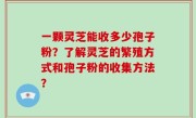 一颗灵芝能收多少孢子粉？了解灵芝的繁殖方式和孢子粉的收集方法？