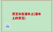 灵芝长在灌木上(灌木上的灵芝)