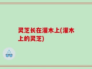 灵芝长在灌木上(灌木上的灵芝)