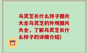 乌灵芝长什么样子图片大全乌灵芝的外观图片大全，了解乌灵芝长什么样子的详细介绍)
